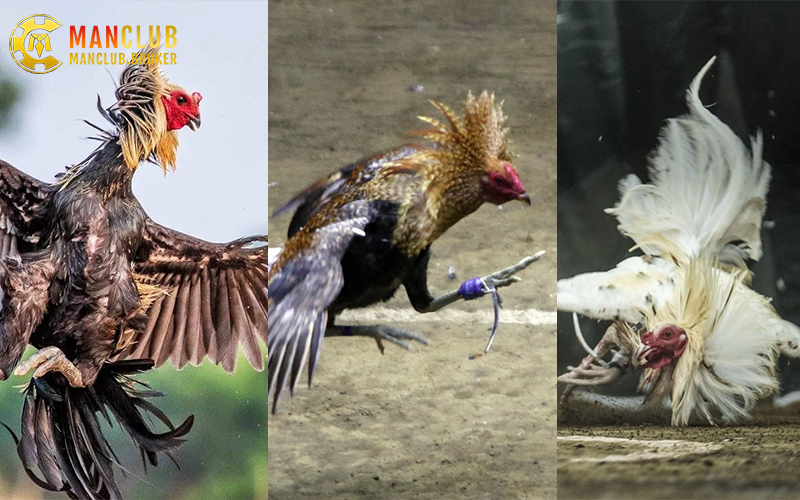 Nhiều hình thức cá cược gà chọi tại đá gà Manclub