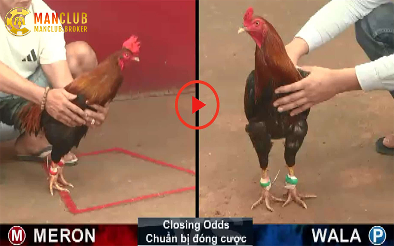 Đường truyền ổn định giúp trận đá gà tại Manclub mượt mà hơn