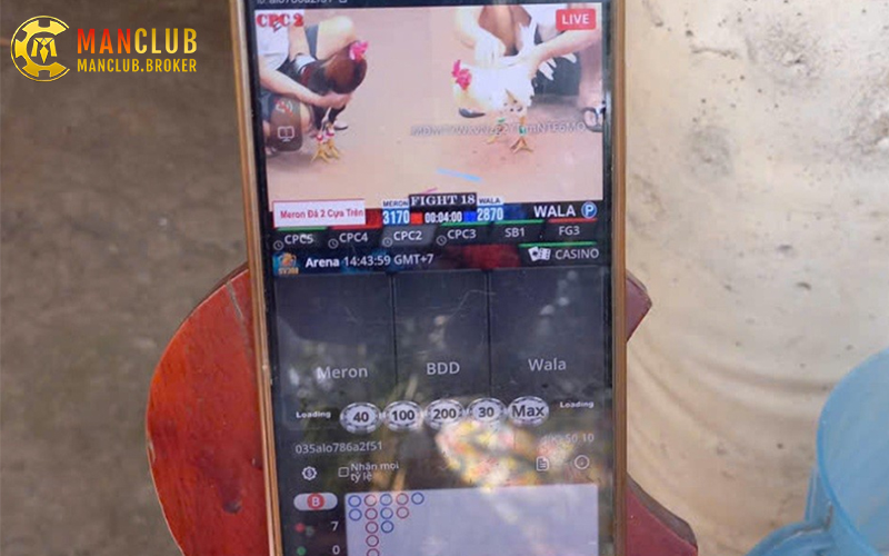 Xem đá gà Thomo online mượt mà qua cổng game Manclub