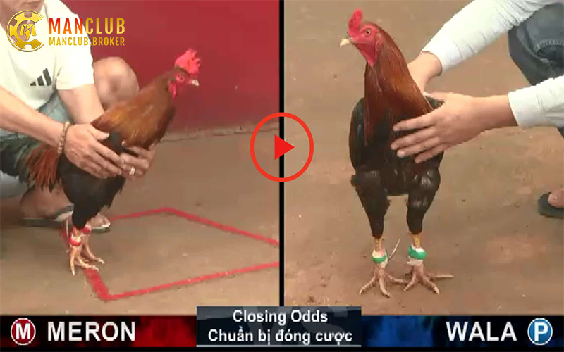 Chiến kê được kiểm tra kỹ trước khi thi đấu tại trường gà Thomo