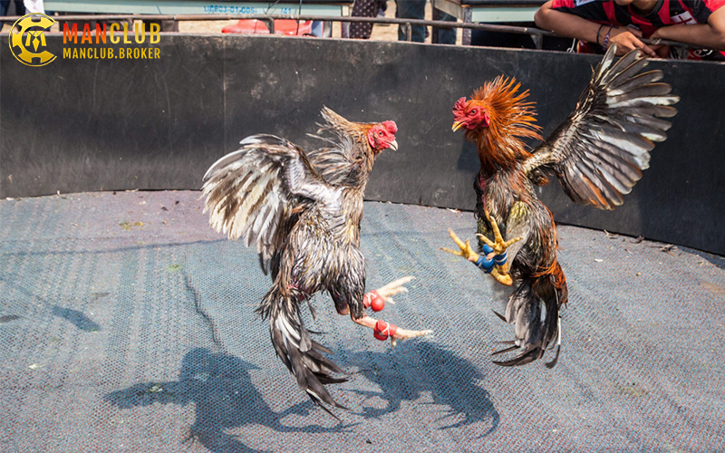 Khán đài vòng tròn tại trường đấu đá gà Thomo Campuchia