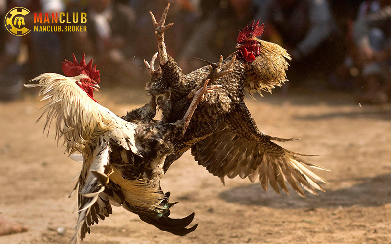 Trải nghiệm trực tiếp đá gà Manclub chân thực và sống động